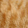 Cat fur