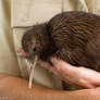Kiwi Rescue