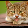 Cat got your tounge?