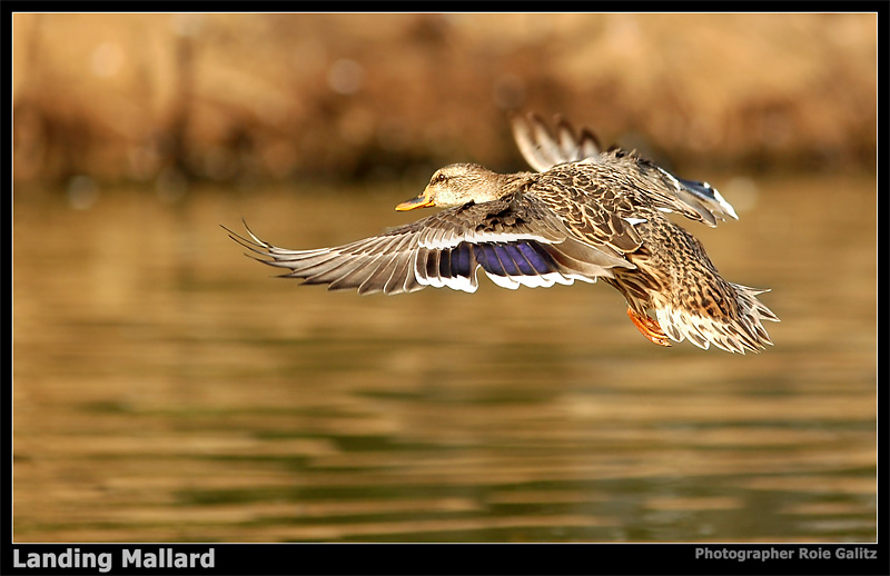 Mallard Landing