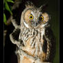 Long-eared Owl