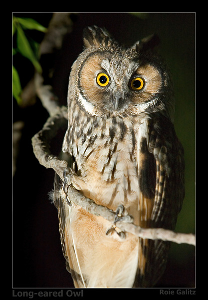 Long-eared Owl