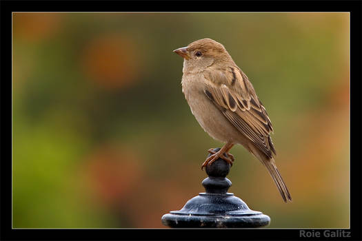 The Lonely Sparrow