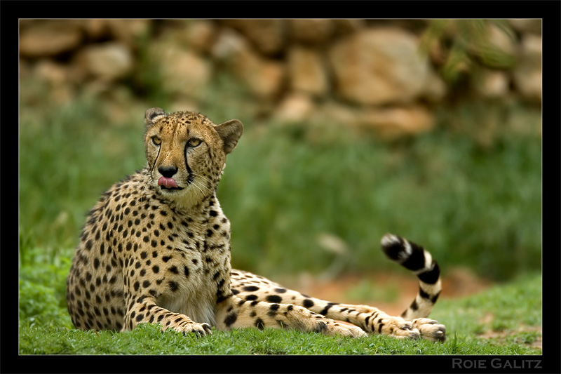 Resting Cheeta