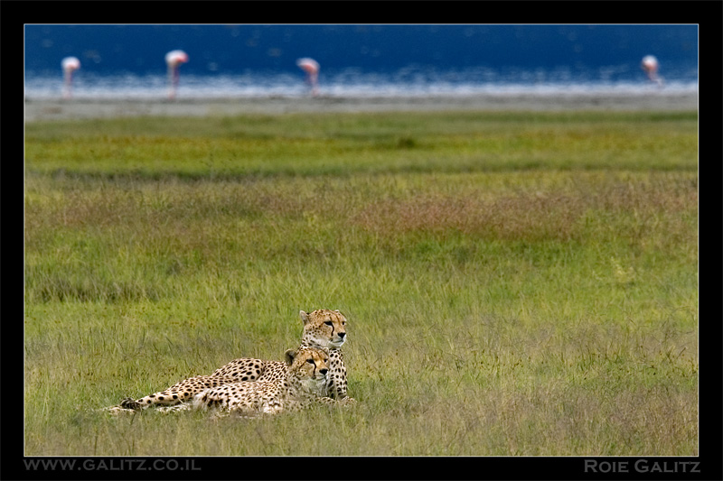 Cheeta Brothers