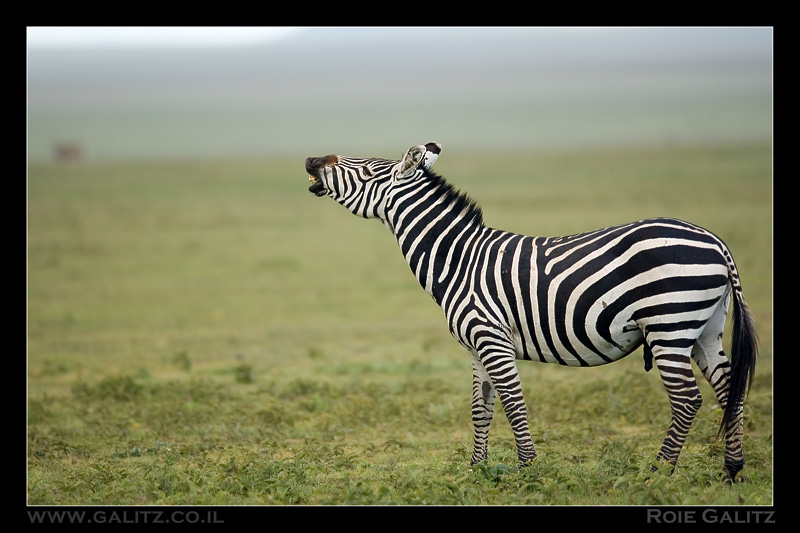 Zebra in heat