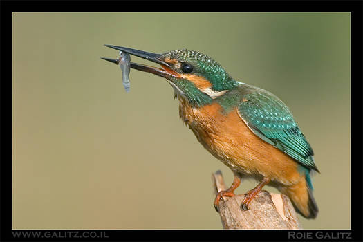 Kingfisher with Fish