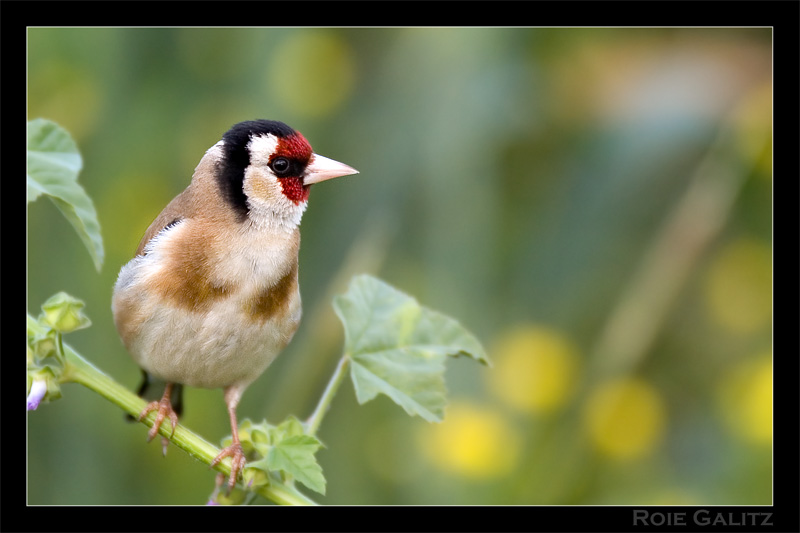 Goldfinch