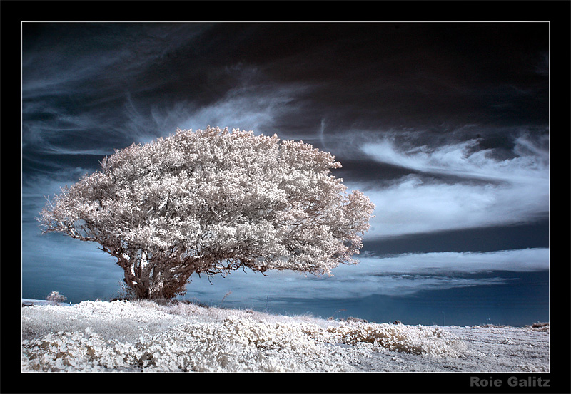 The Old Tree by RoieG