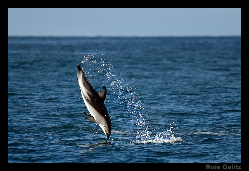 Playful mate