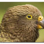 Here's looking at you, Kea