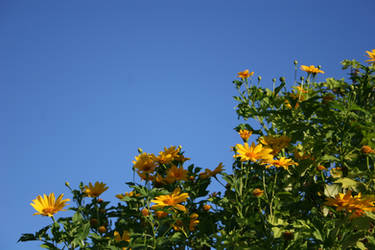 Mexican Sunflower 3