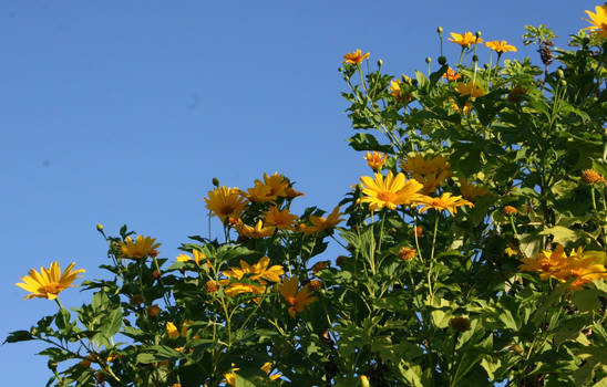 Mexican Sunflower 2c