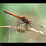 Red Dragonfly