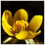 Winter Aconite