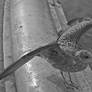 Bird on the foutain