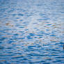 Birds ine the lake