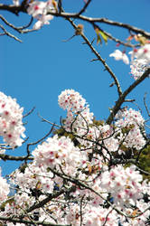 Cherry Blossom XV