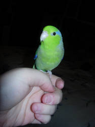 Zephyr the Parrotlet