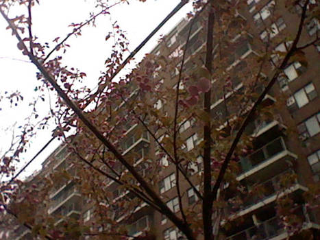 The Pink Cherry Blossoms!