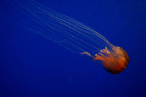 Jellyfish 2