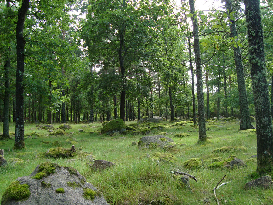 Mossy Forest Stock