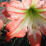 Striped Lily (1)