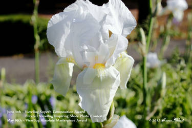 A white Iris that is getting awards