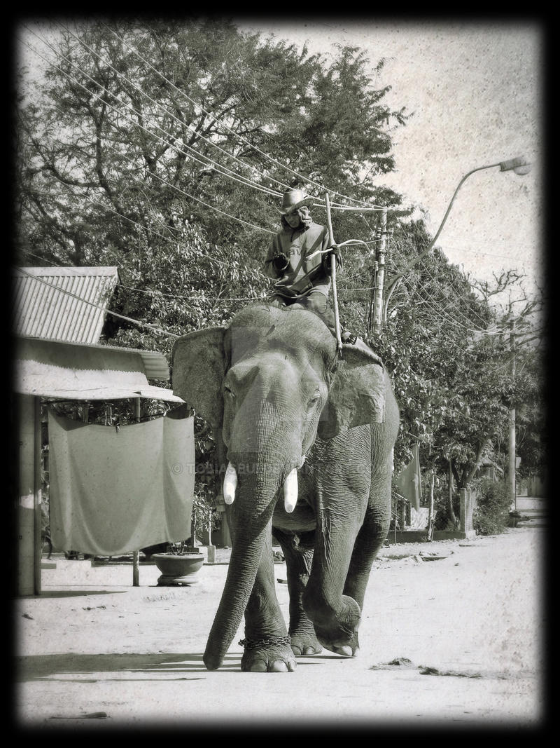 Elephant Rider Model Elephant rider by tobiasbui on DeviantArt