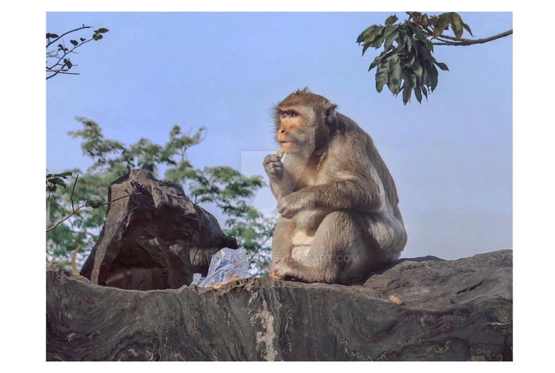 Deviantart 2007 Monkey Monkey 07 by tobiasbui on DeviantArt