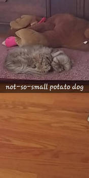 potato dog