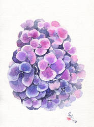 Hydrangea-Violet