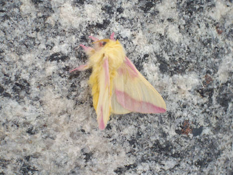 Rosy Maple Moth