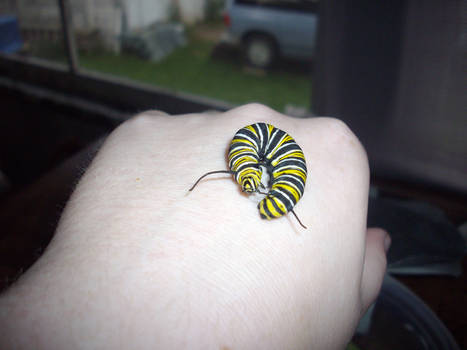 Monarch Caterpillar