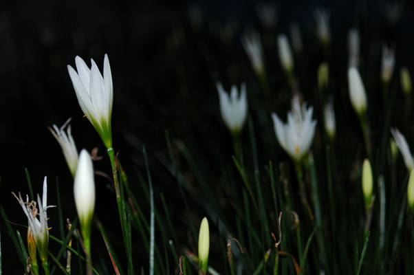 Night Flower