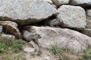 Young marmots