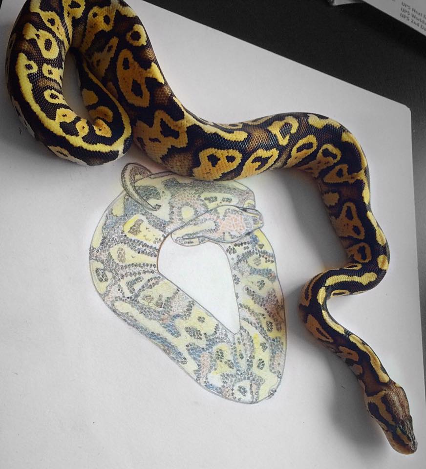 Firefly Ball Python Drawing Firefly Ball Python