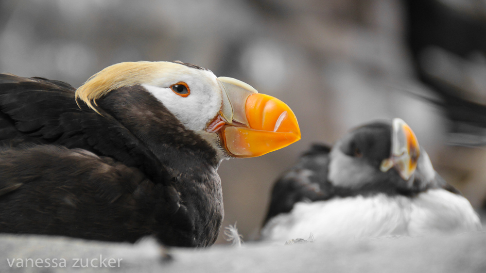 Puffins