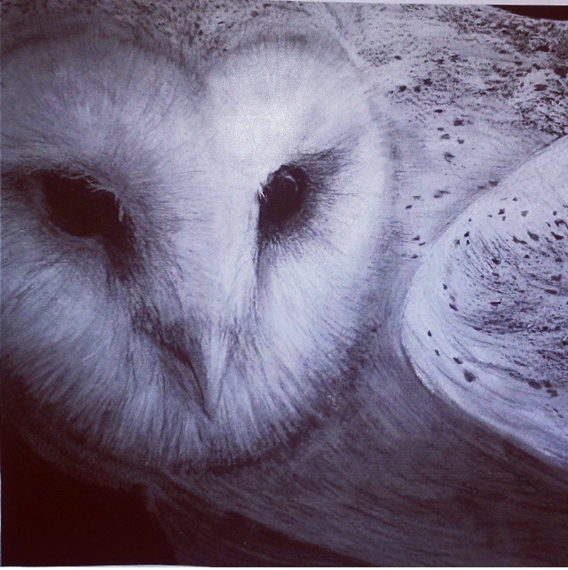 Owl