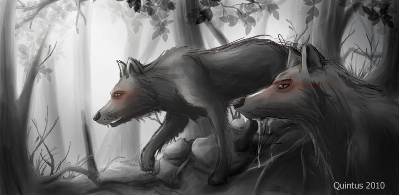 stalking wolves