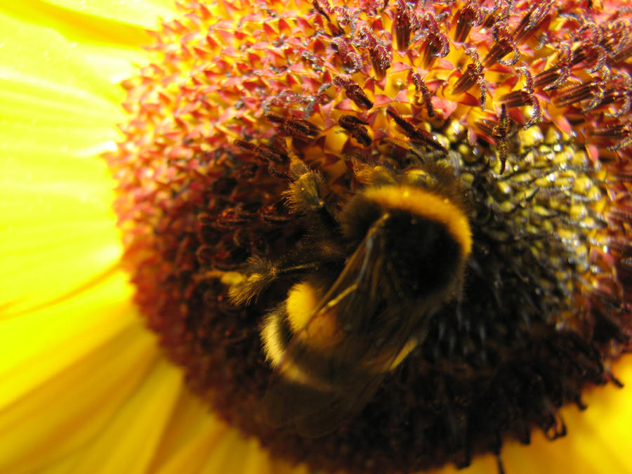 Bee