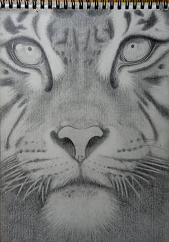 The Eyes of the Tiger