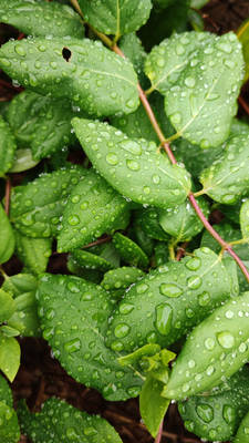 Natural rainy leaf pattern