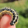 Hi little furry buddy