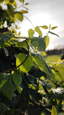 Shinny sunny on the drops