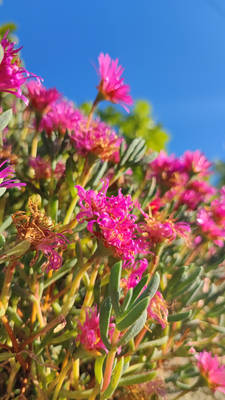 Bright Pink Curly Flowers