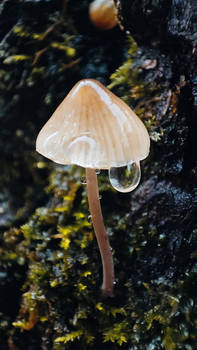 Rain and mushrooms
