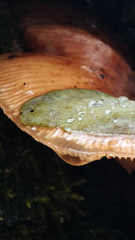 Gentle details of a mushroom