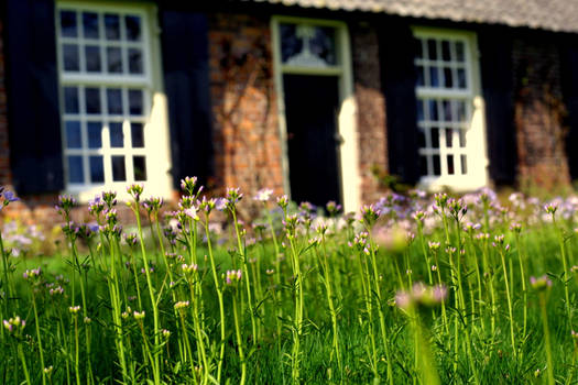 flower in the vilage