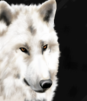 White Wolf (New art)